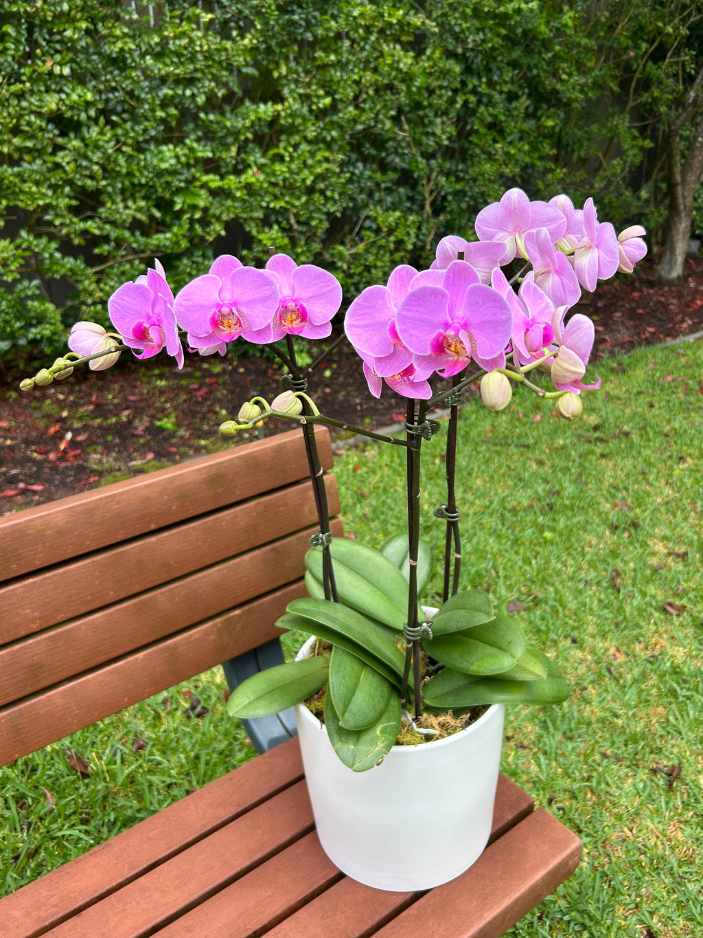 Orchid dream