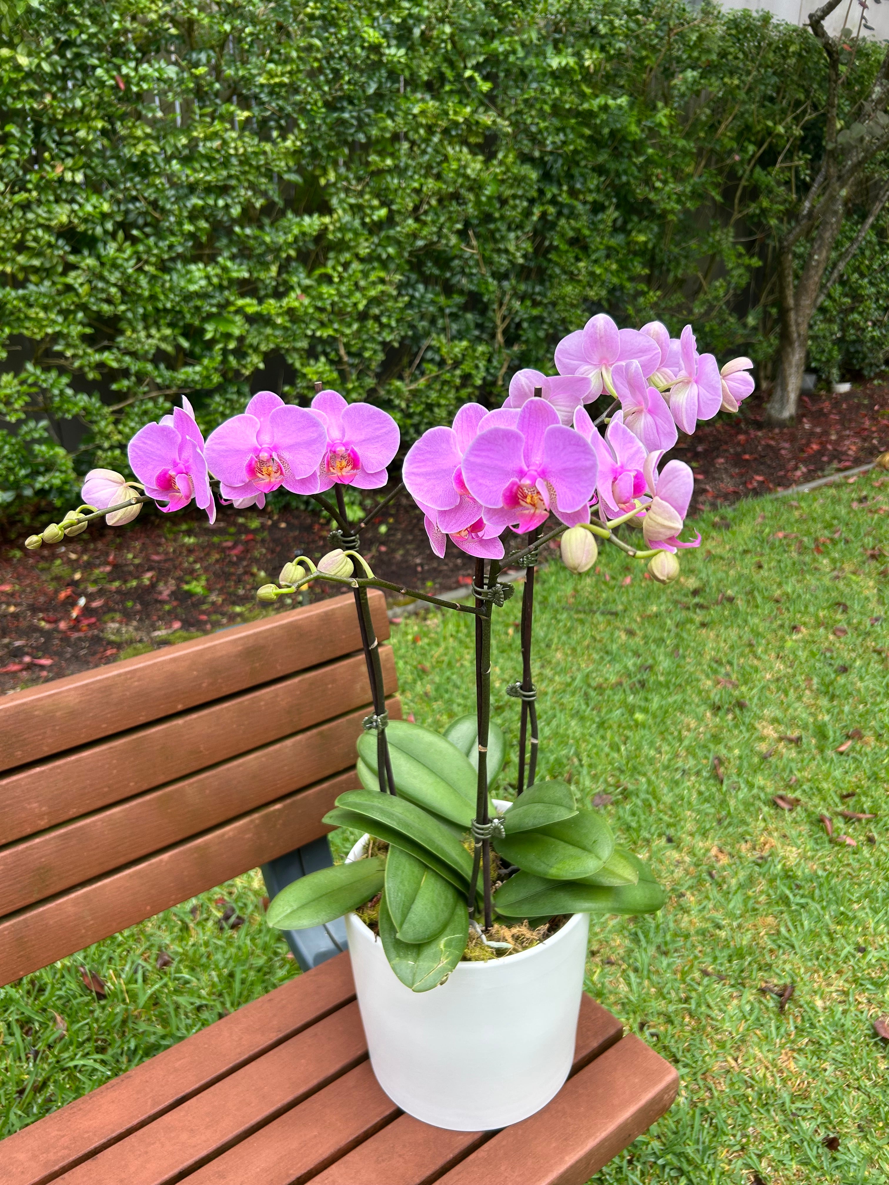 Orchid dream