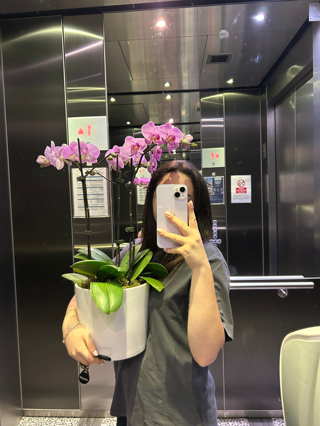 Orchid dream