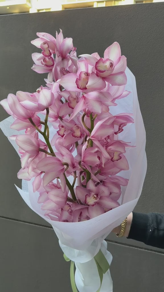 Cymbidium orchid dream
